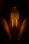 magical realms, Tuatha De Danann, Sidhe, little people, Shiny Ones, real fairy photos