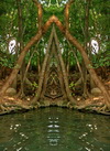 Devas, Tree Devas, Beings from inner Earth, Gaia, Terra, Plant spirits, light spirits, nature gate, Venusian Devas, flower fairies, flower Devas, sylphs, air Devas, water sprites, water Deva's, Undines, spring Deva's, Fire Deva's, Salamanders, Sprites, Labyrinth, fairy realms, Fairy Queens, creek fairy, fairy